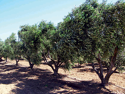 Commune de Maâtkas -  Ath Zaïm célèbre le patrimoine oléicole