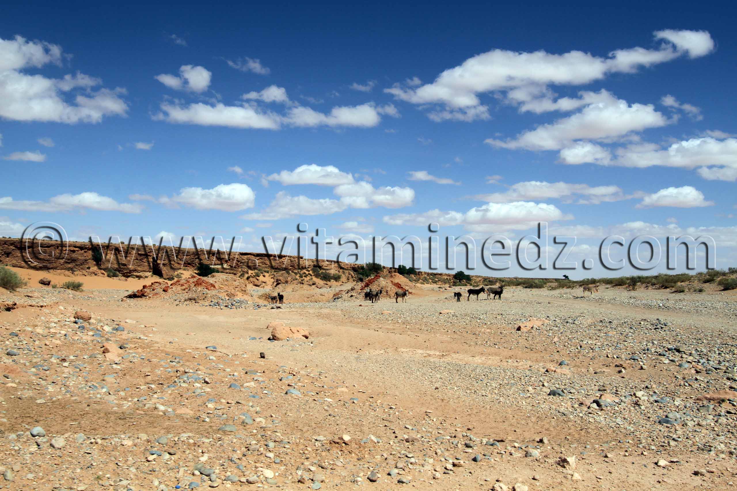 Deux especes d'anes se promenent dans ce oued asseché 