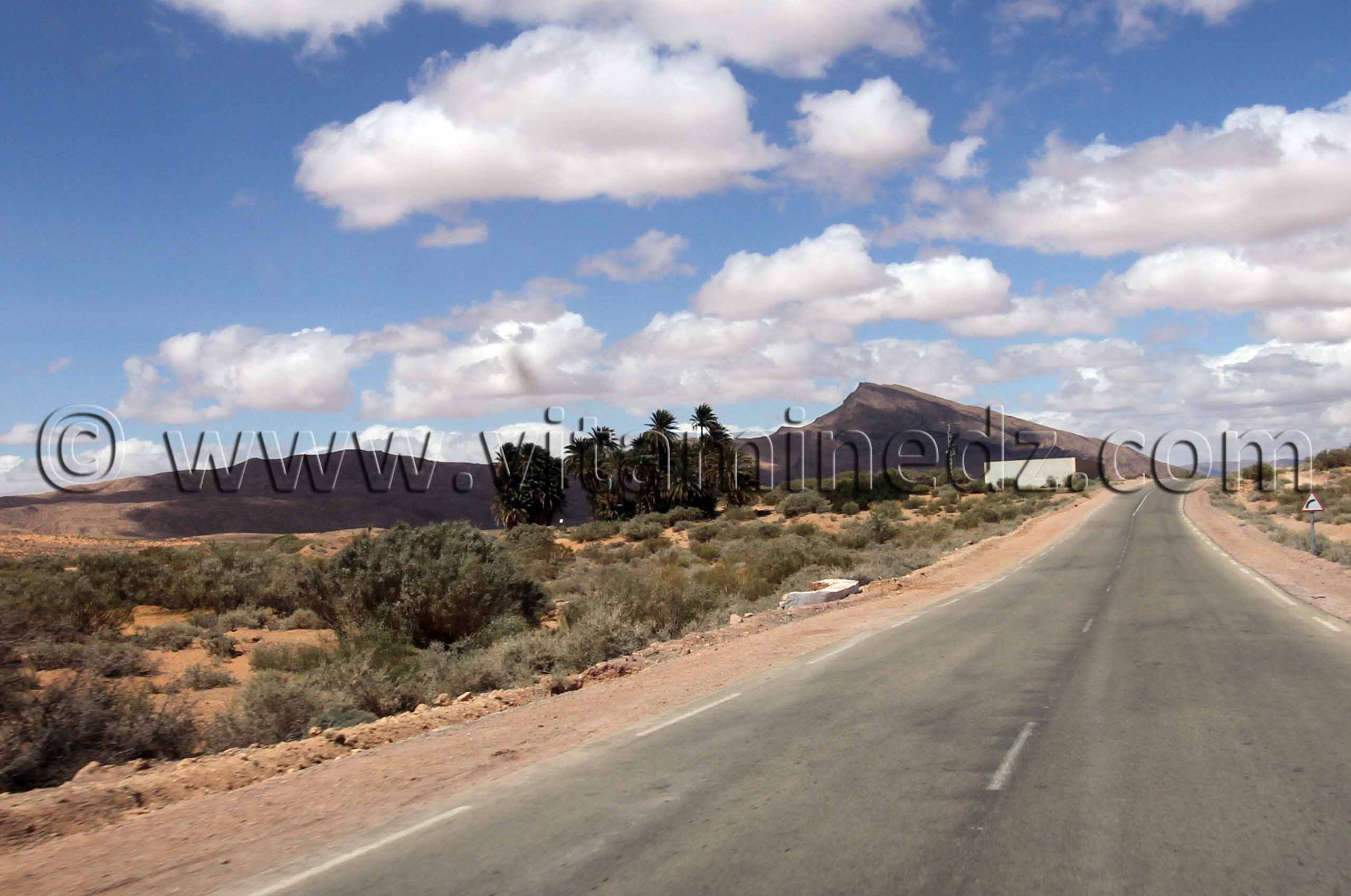 Palmiers au Sud de Boussemghoun près d'El Bnoud