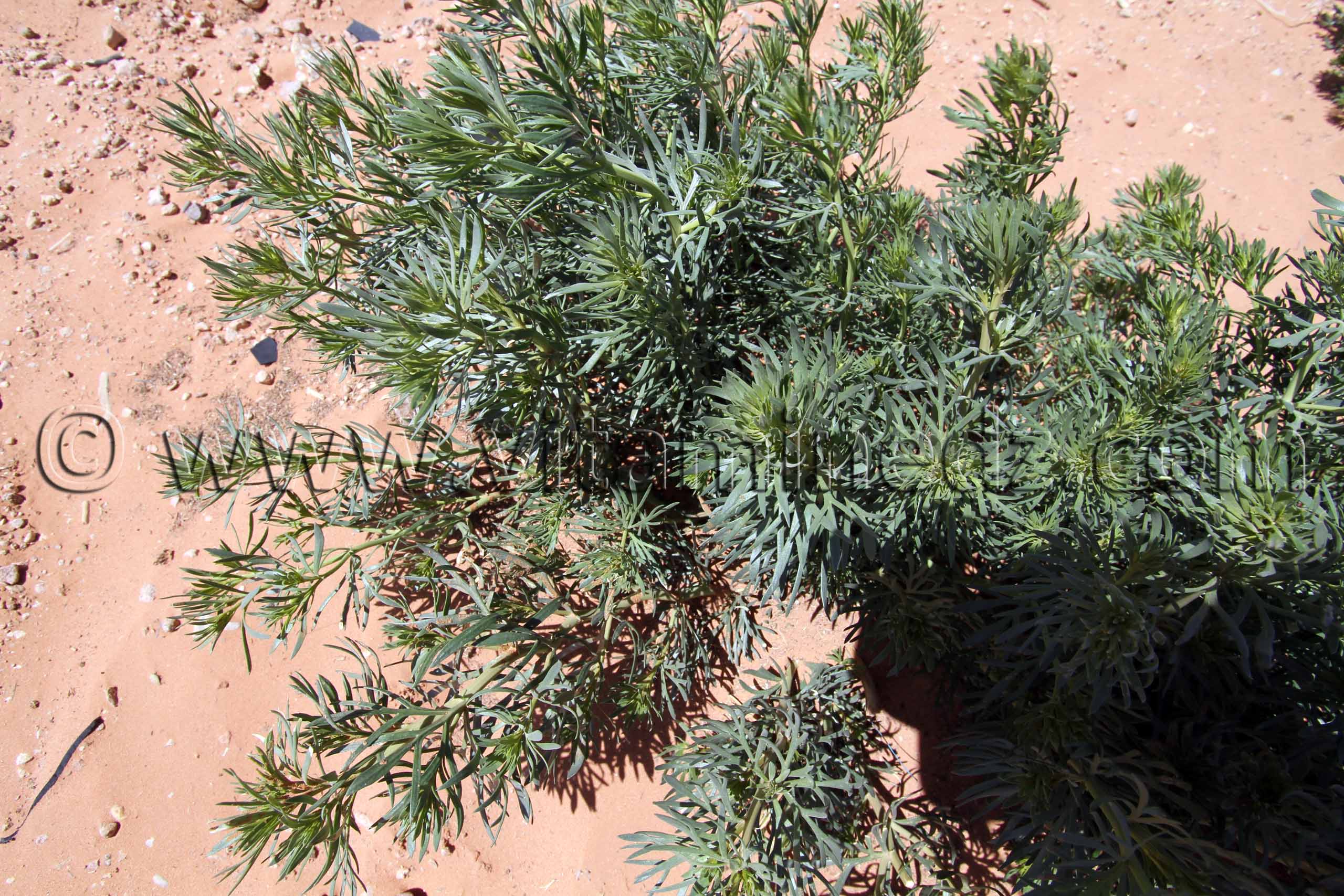 Plante sauvage Commune d'El Bnoud (Wilaya d'El Bayadh)