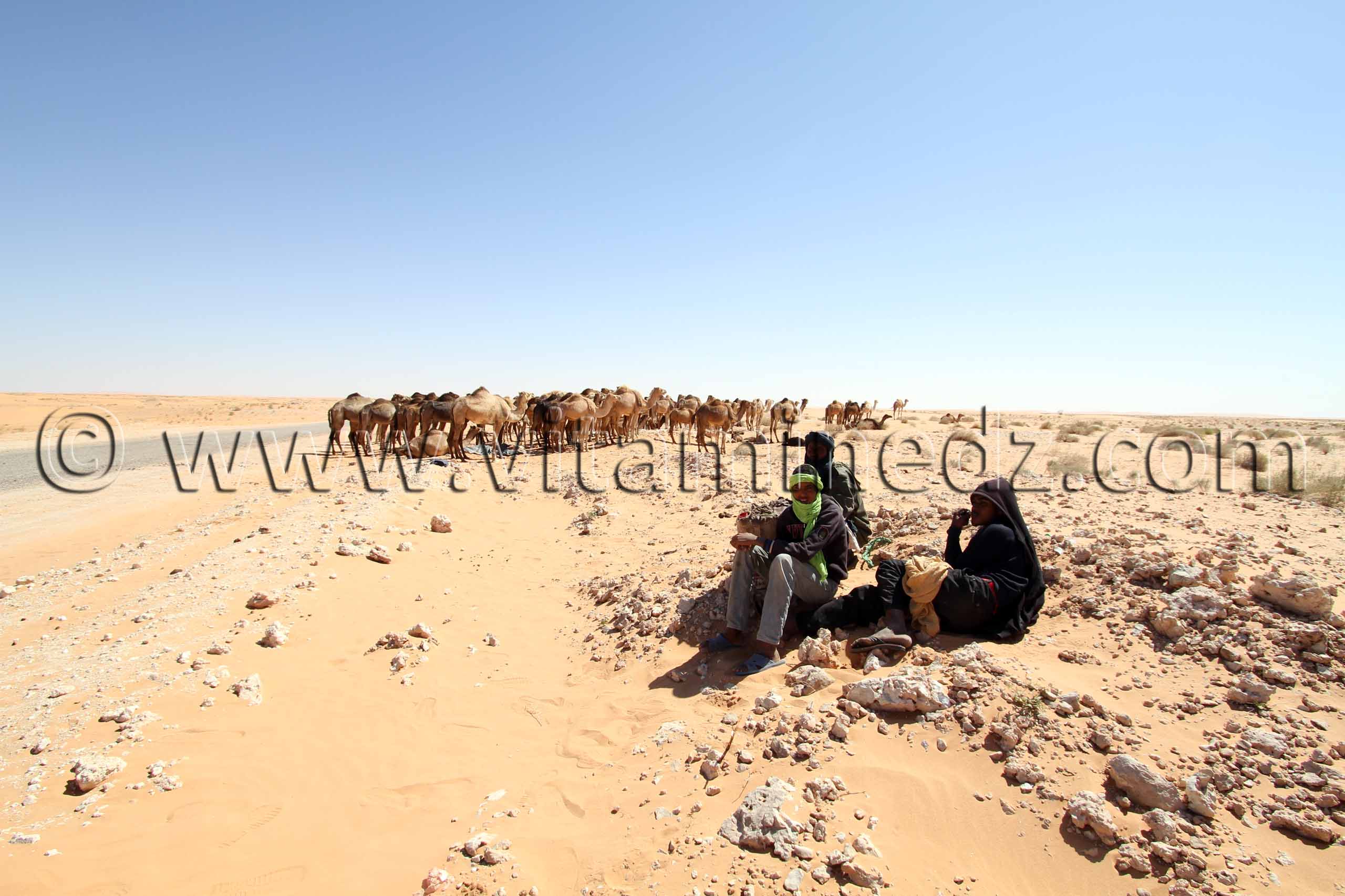 Eleveurs de chameaux Touaregs au nord d'Adrar, Le lait du dromadaire (Hlib Ennaga) fait partie de leur gagne pain.