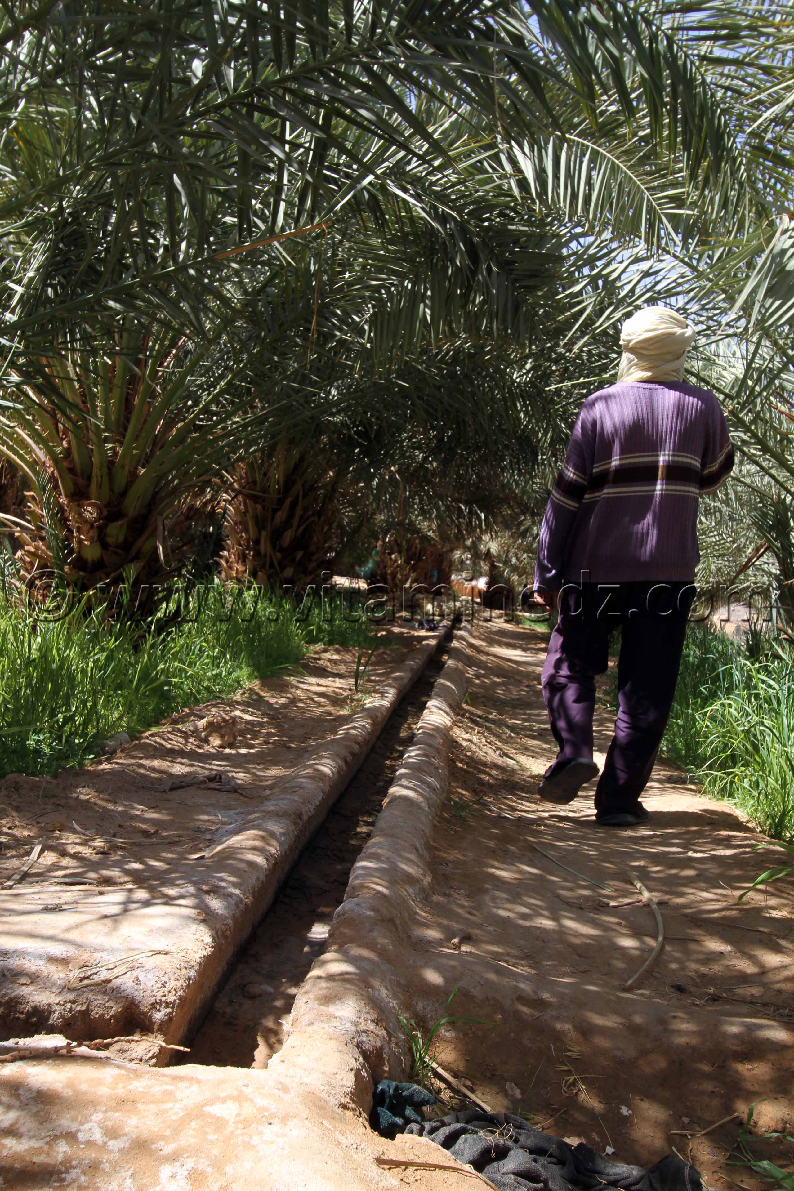 Jardin et palmeraie à Ouled Aissa (Adrar)