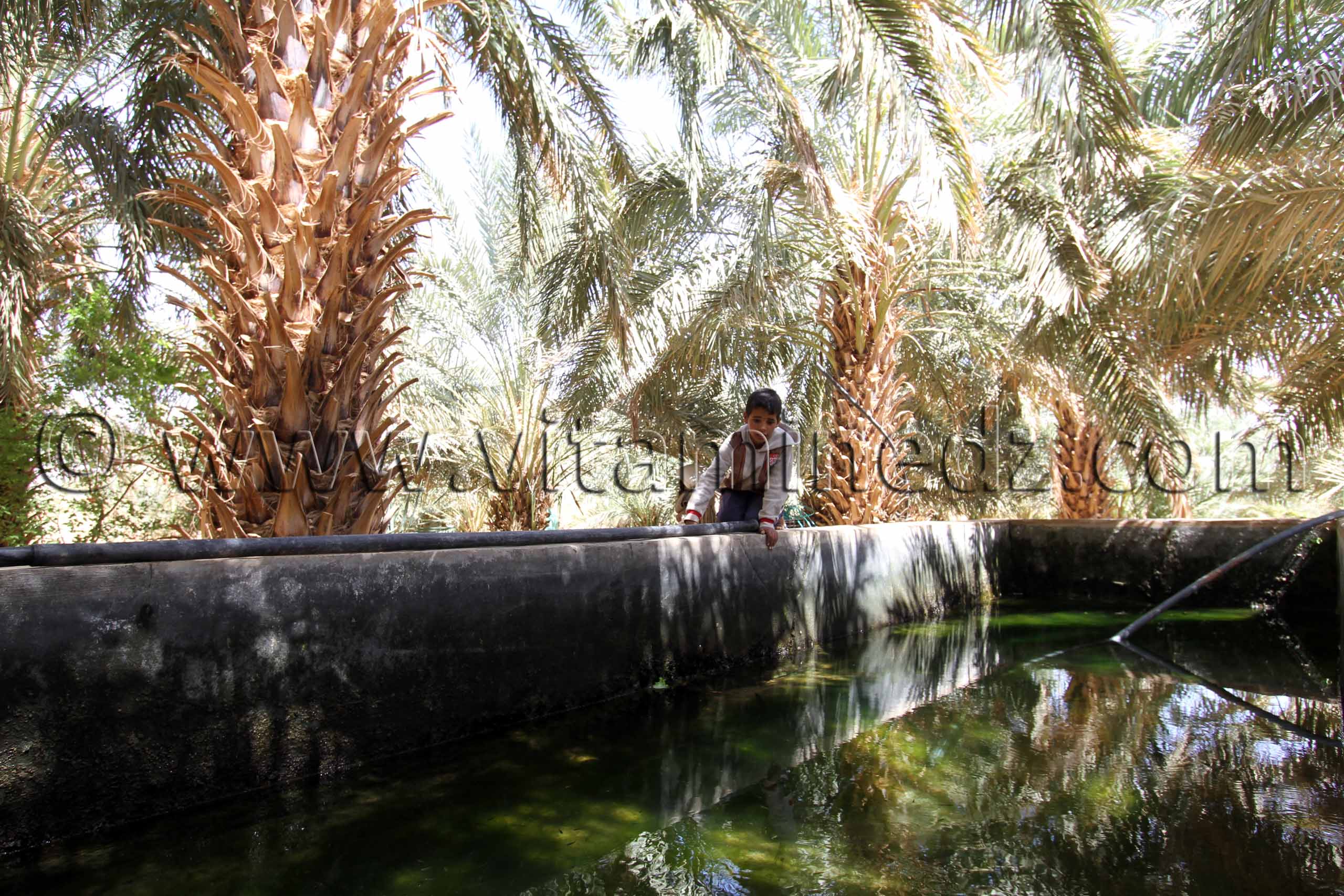 Bassin d'irrigation dans un jardin à Ouled Aissa (Adrar)