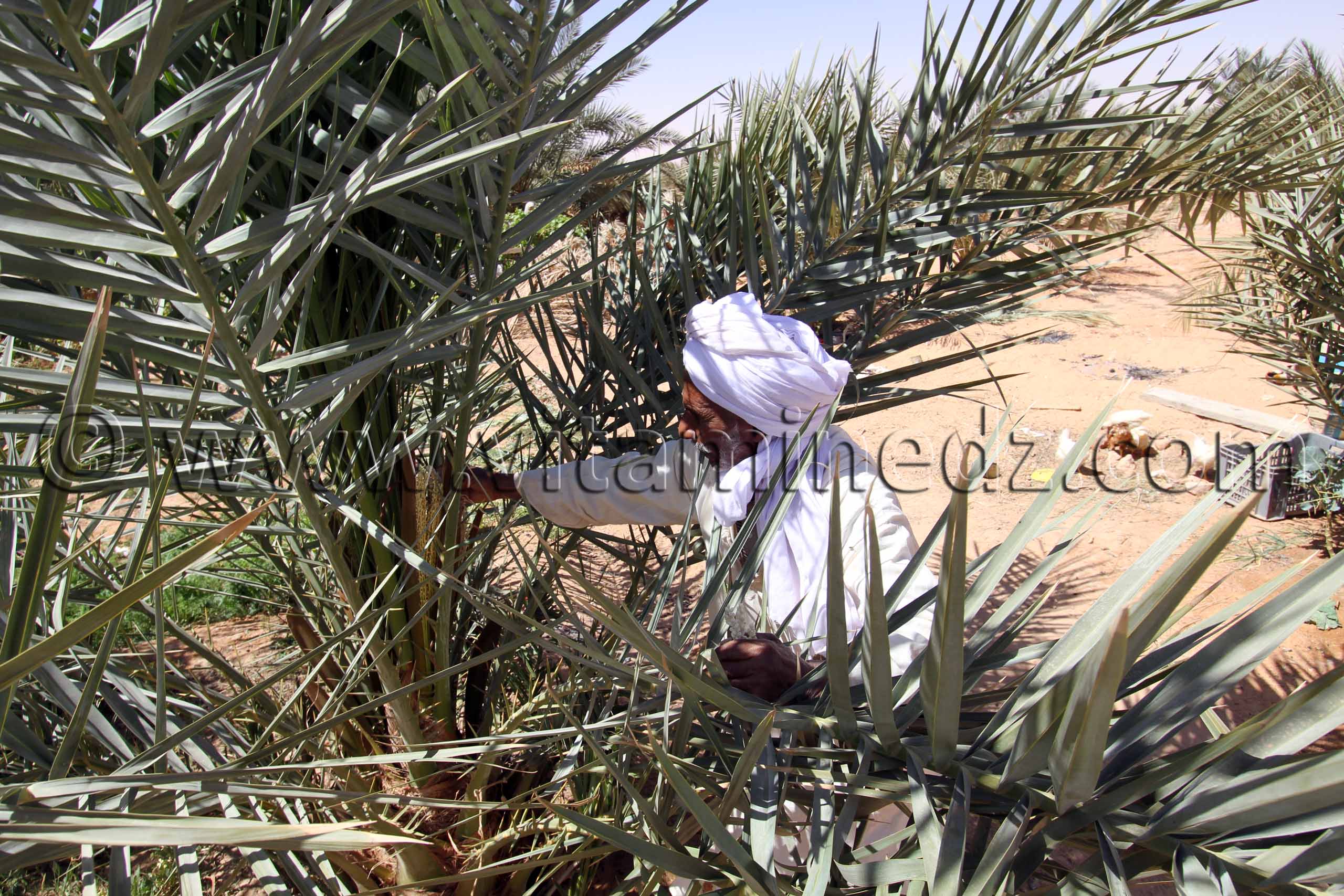 Pollinisation manuelle des palmiers dattiers par les fleurs mâles (Dekkar) ici à Ouled Aissa (Adrar)