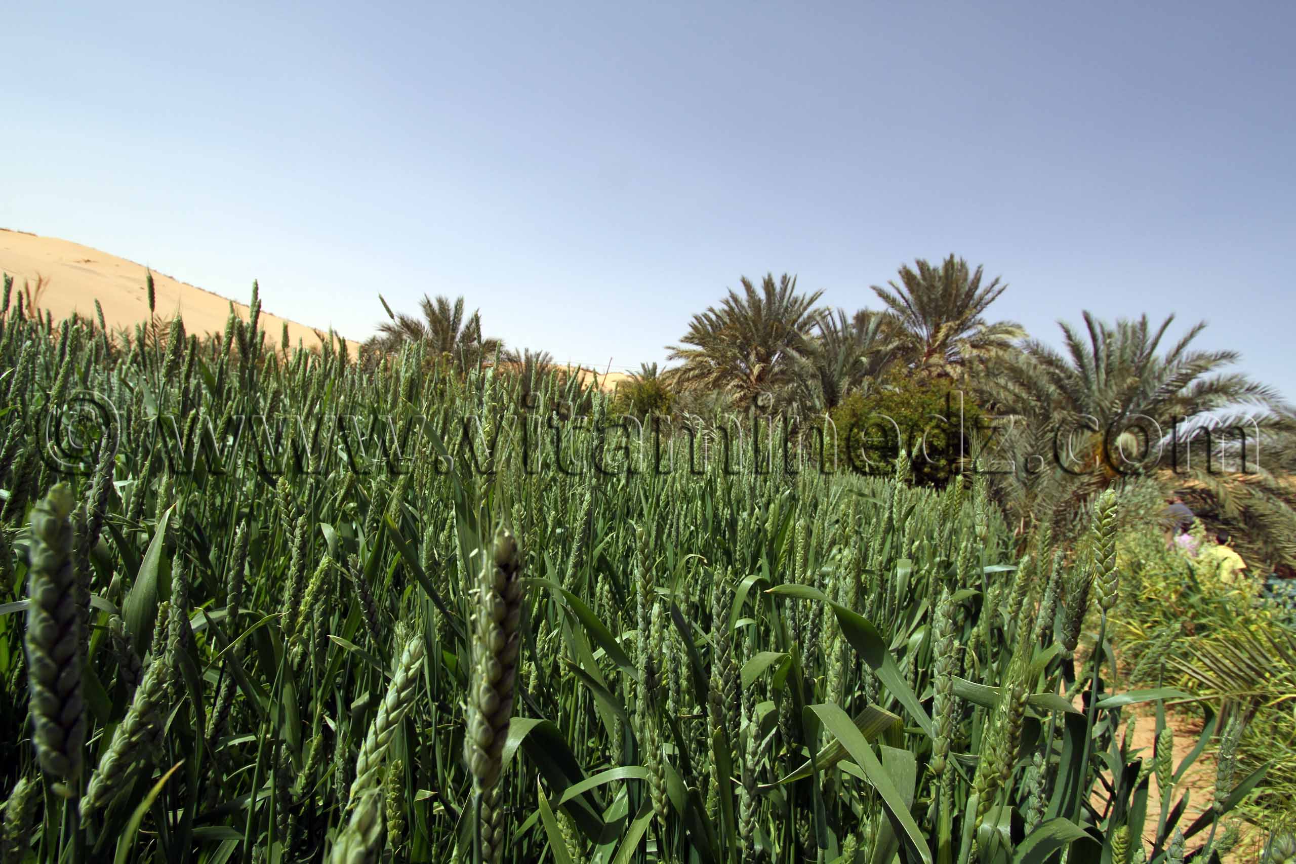 Culture céréalière à Guettouf, Commune de Talmine Wilaya d'Adrar