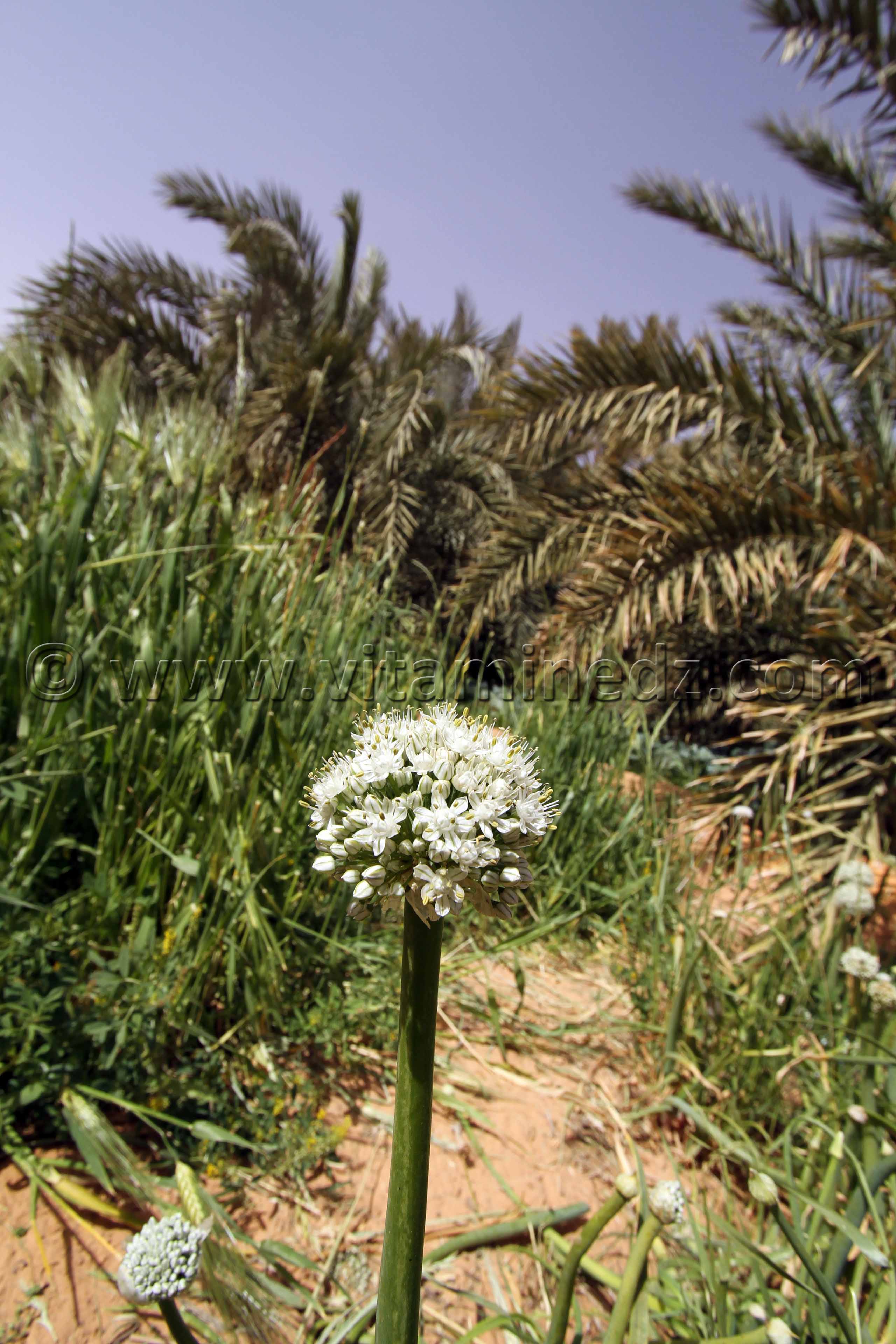 Agriculture Commune de Talmine Wilaya d'Adrar