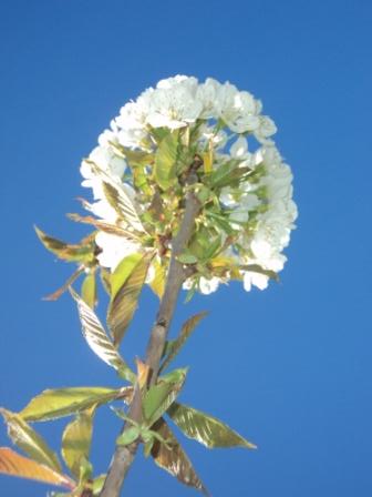 Cerisier en fleurs