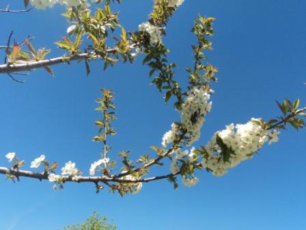 Cerisier en fleurs