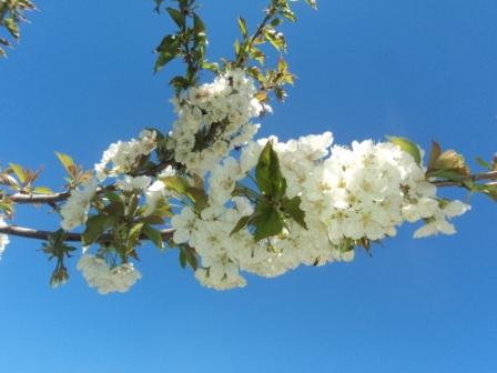 Cerisier en fleurs