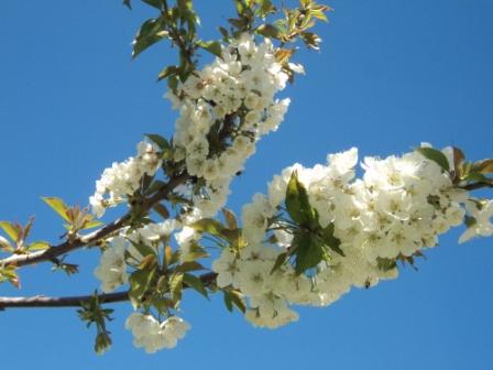 Cerisier en fleurs