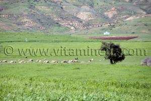 Tlemcen  Nature et paturages à la commune de Ouled Mimoun (Lamoricière - Altava)