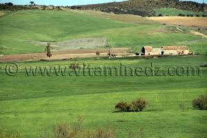 Tlemcen  Nature et paturages à la commune de Ouled Mimoun (Lamoricière - Altava)