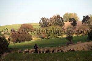 Troupeaux de moutons  Nature et paturages à la commune de Ouled Mimoun (Lamoricière - Altava)