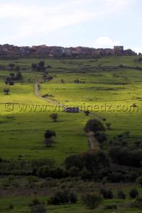 Tlemcen  Nature et paturages à la commune de Ouled Mimoun (Lamoricière - Altava)