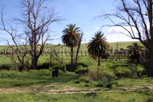 Tlemcen - Ain Tallout - Paturages verdoyants