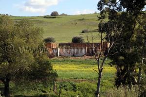 Tlemcen - Ain Tallout - Paturages verdoyants