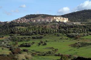 Tlemcen - Ain Tallout - Paturages verdoyants