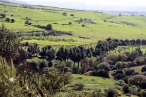 Ain Tallout - Paturages verdoyants