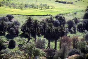 Tlemcen - Ain Tallout - Paturages verdoyants