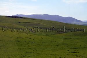 commune de Ain Nekrouf, paturages