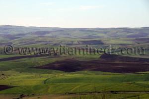 Paturages Ain Nehala - commune de Ain Nekrouf