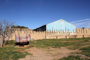 OFLA Ain Nehala - commune de Ain Nekrouf, premier village socialiste en Algérie