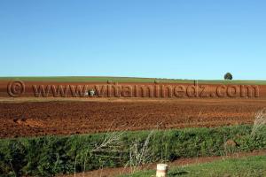 Agriculture prospère Sidi Belabbes - Commune de Sidi Daho