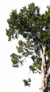 Algérie - L’aulnaie, tout un royaume à sauver