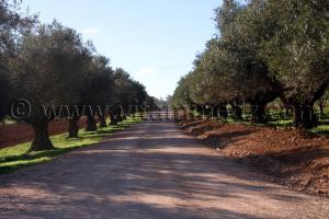 Domaine agricole Commune Sidi Ali Boussidi (Ex Aïn el Hadjar puis Parmentier)