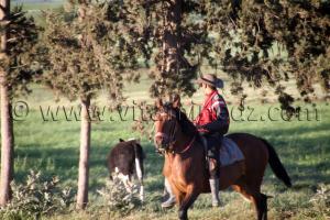 Berger à Cheval commune Sidi Hmadouche Sidi Bel Abbes