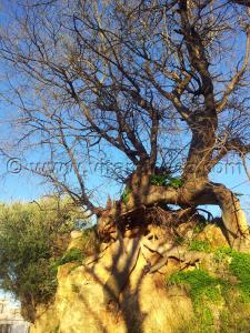 Enceintes et tours au vieux quartier de Tlemcen à Agadir, une réhabilitation baclée et inachevée