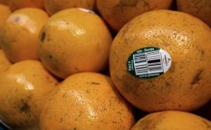 Planète - Les orangers de Floride décimés par une bactérie