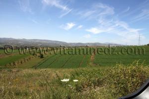 Tlemcen - Commune agricole de Tient (Tienet ou Tianet)