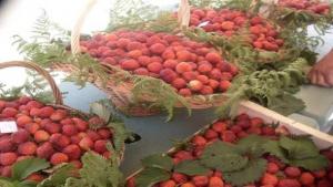 La fête de la fraise, lundi prochain à Jijel