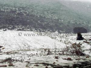 Neige à Tlemcen, Terny le 31 Janvier 2011