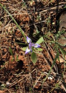Fleurs sauvages de Tlemcen, Ain El Mouhadjer, Fôret d\'El Attar