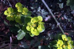 Fleurs sauvages de Tlemcen, Ain El Mouhadjer, Fôret d\'El Attar