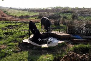 Tlemcen, Vaches s\'abreuvant à Ain El Mouhadjer, Fôret d\'El Attar