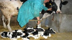 Alerte à la fièvre aphteuse: renforcement des mesures préventives à El Tarf