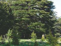 Algérie - Plusieurs menaces pèsent sur cet arbre noble: La mort programmée du cèdre de l’Atlas