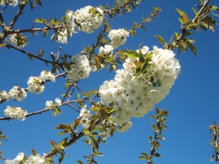 Cerisier en fleurs