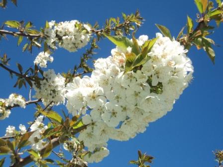 Cerisier en fleurs