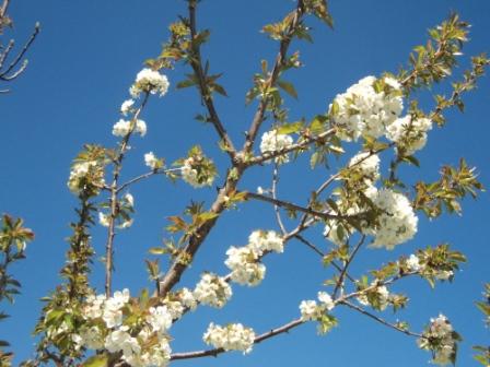 Cerisier en fleurs