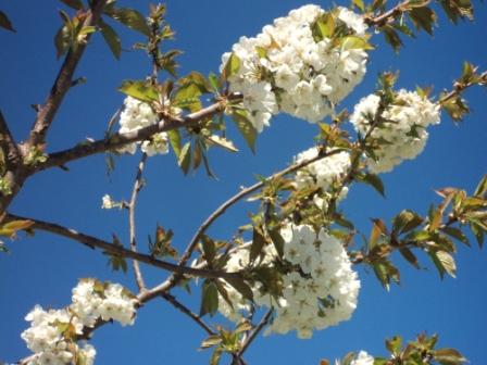 Cerisier en fleurs