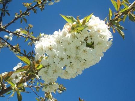 Cerisier en fleurs