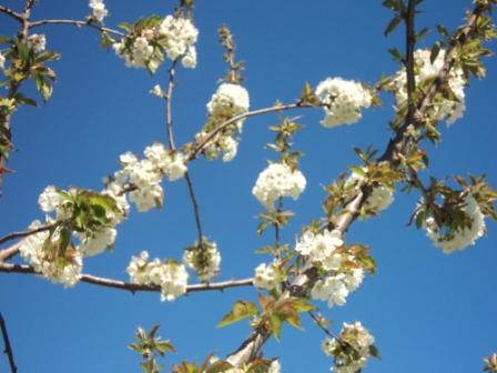 Cerisier en fleurs