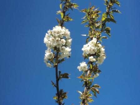 Cerisier en fleurs