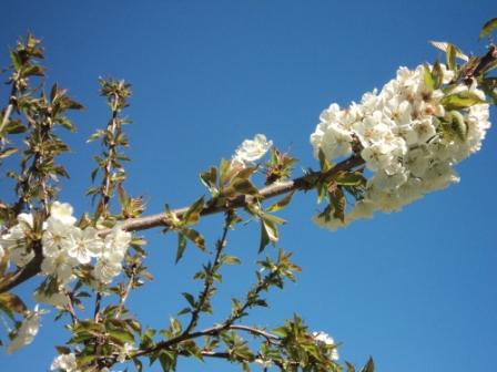 Cerisier en fleurs