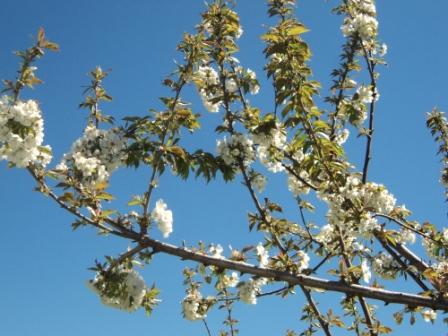 Cerisier en fleurs