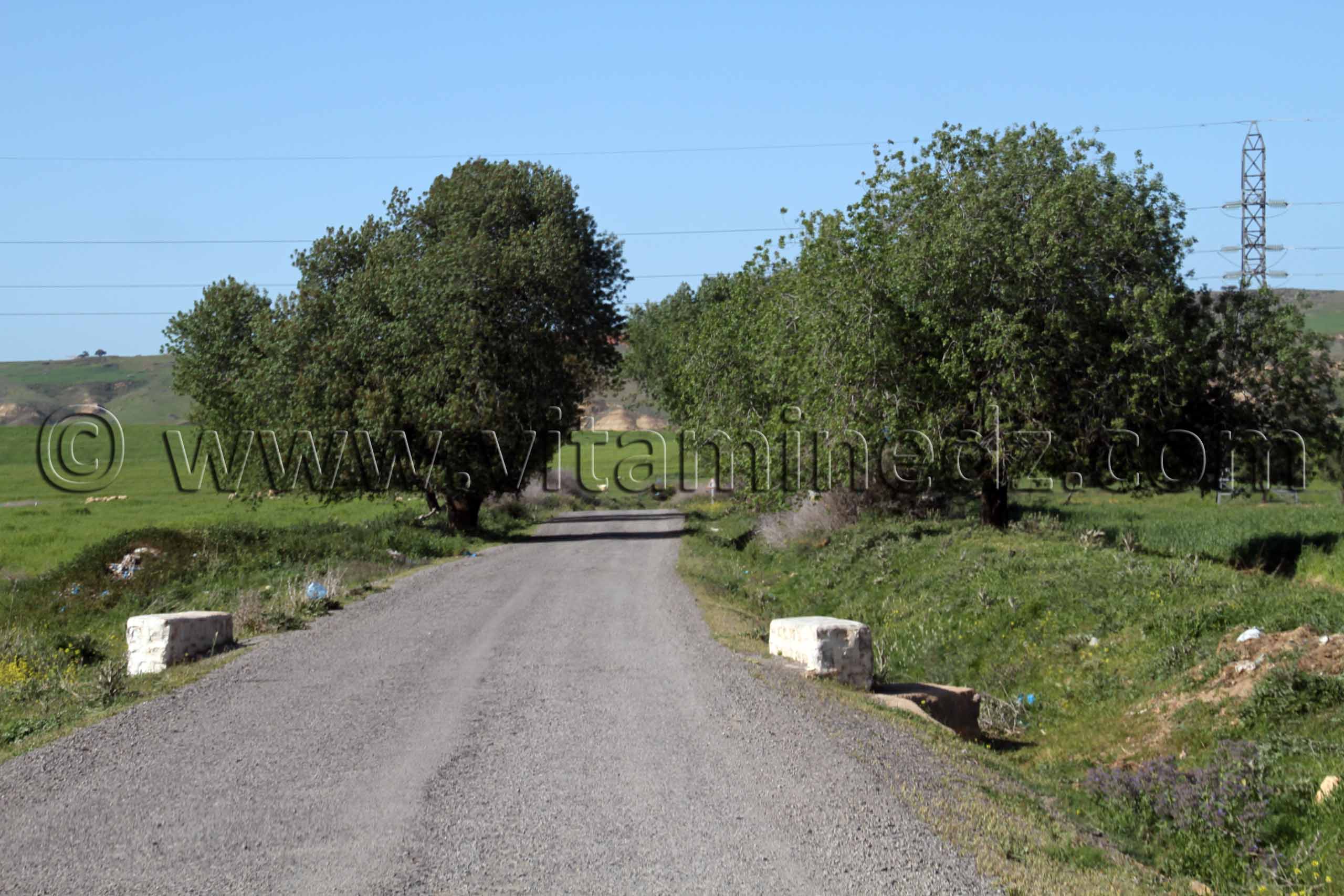 Tlemcen  Route W5 à la commune de Ouled Mimoun (Lamoricière - Altava)
